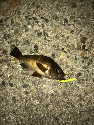 小サバ中サバ無限