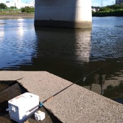 鶴見川 ハゼ釣り