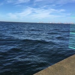 今年初サゴシ‼️