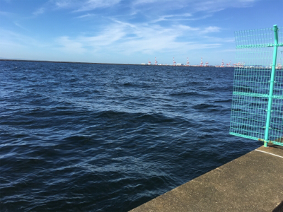 今年初サゴシ‼️