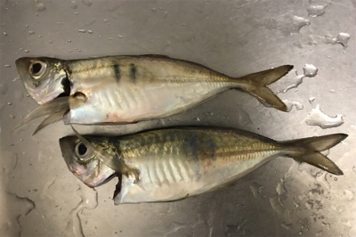 寒さすら感じる夜