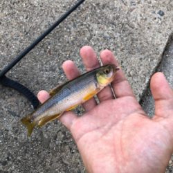 近所の川で小物釣り
