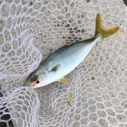 もう少しでハマチ