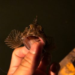 シーバスのボイル