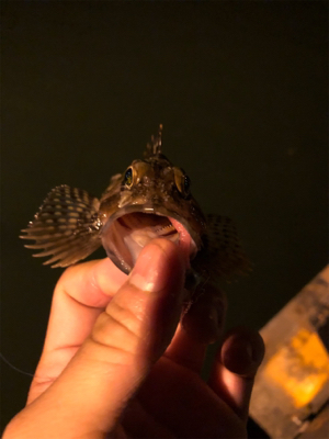 シーバスのボイル