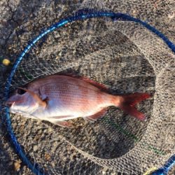 平磯ナイターでカゴ釣り