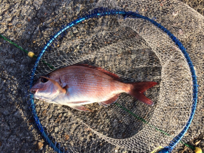 平磯ナイターでカゴ釣り