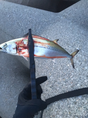 一応釣れたけど、、