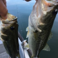 2か月ぶりの桜池