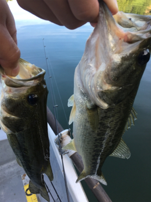 2か月ぶりの桜池