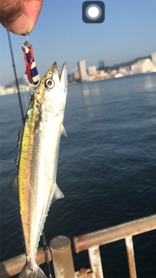 ヘッドハングドチーコシ