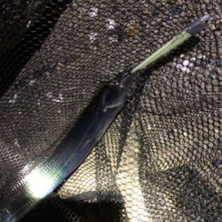 本日もタチウオ