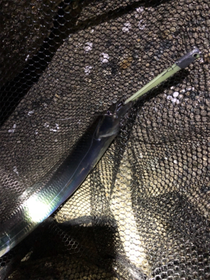 本日もタチウオ