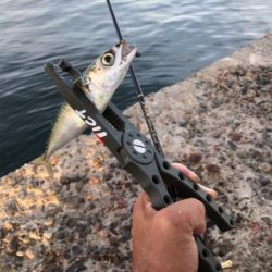 高砂港にもアジが来た