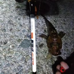 ショアジギングでアコウ