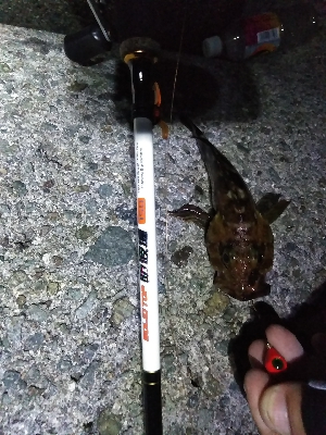 ショアジギングでアコウ