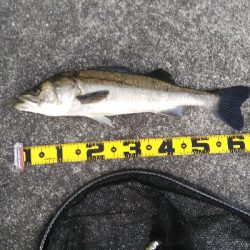 夏シーバス63センチ