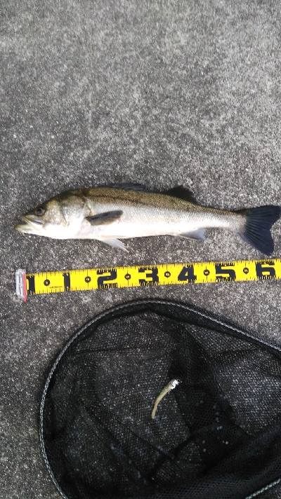 夏シーバス63センチ