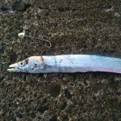 今年初のタチウオ