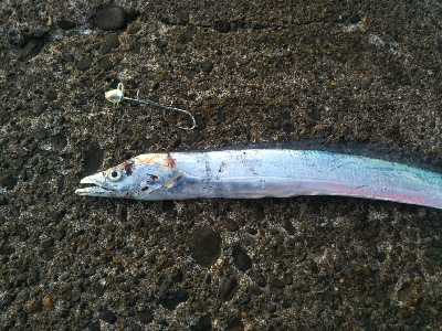 今年初のタチウオ