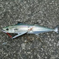 サゴタチちゃいちー