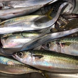 粘ってのサバタチ大漁♪