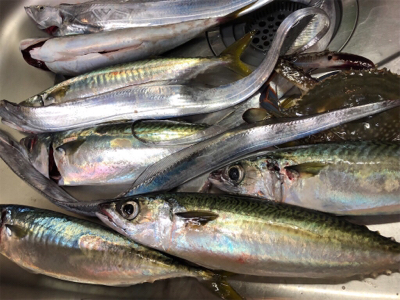 粘ってのサバタチ大漁♪