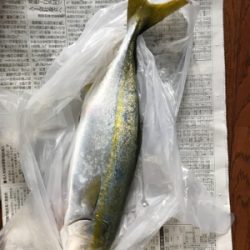 連日の楽しい釣行