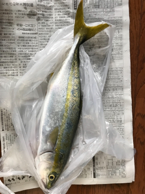 連日の楽しい釣行