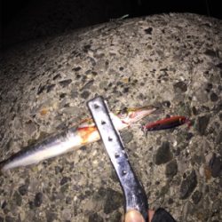 大サバ狙いからのカマス、ミニバス