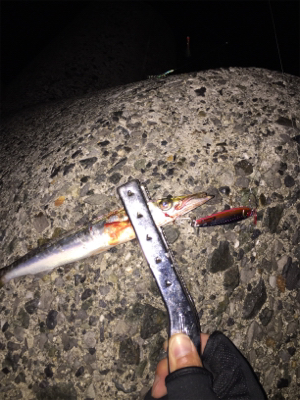 大サバ狙いからのカマス、ミニバス