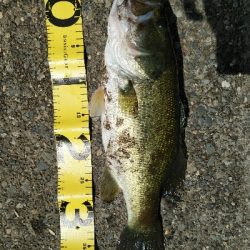 デスアダーでなんとか一匹