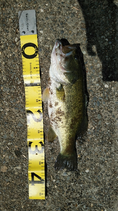 デスアダーでなんとか一匹