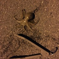 アオリイカ新子 調査