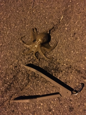 アオリイカ新子 調査