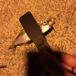 ナイトアジング3