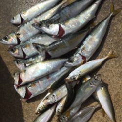 サビキでBigサバとアジ