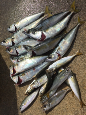 サビキでBigサバとアジ