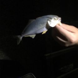 サビキ釣りで小アジ大漁