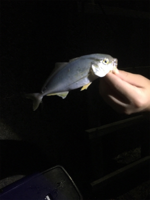 サビキ釣りで小アジ大漁