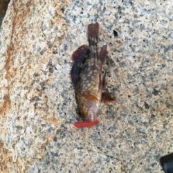 タチウオはいるけど乗らない