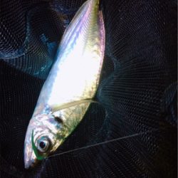 尺でましたヽ(;▽;)ノ