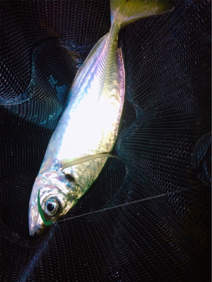 尺でましたヽ(;▽;)ノ