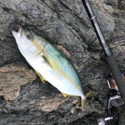 トップでヒラゴ