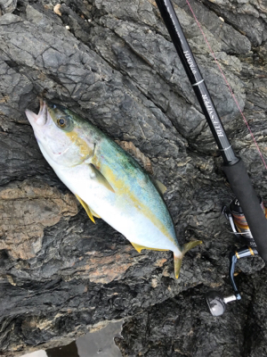 トップでヒラゴ