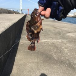 ショアジギからの〜胴付き五目