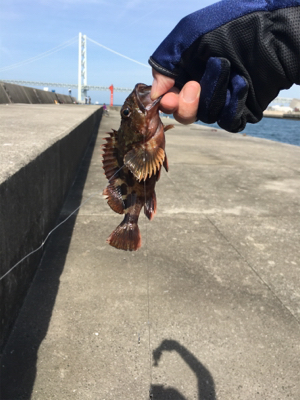 ショアジギからの〜胴付き五目