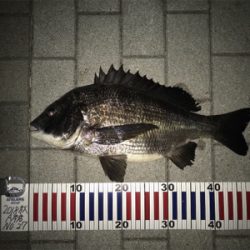 チヌさん、ありがとう