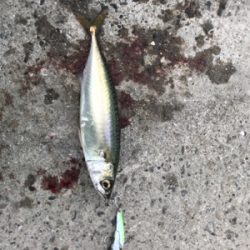 サバまみれ〜！