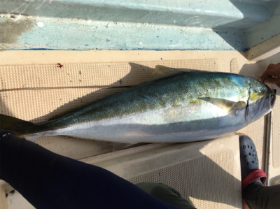 イワシパターン